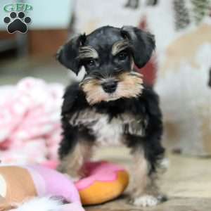 Noah, Miniature Schnauzer Puppy